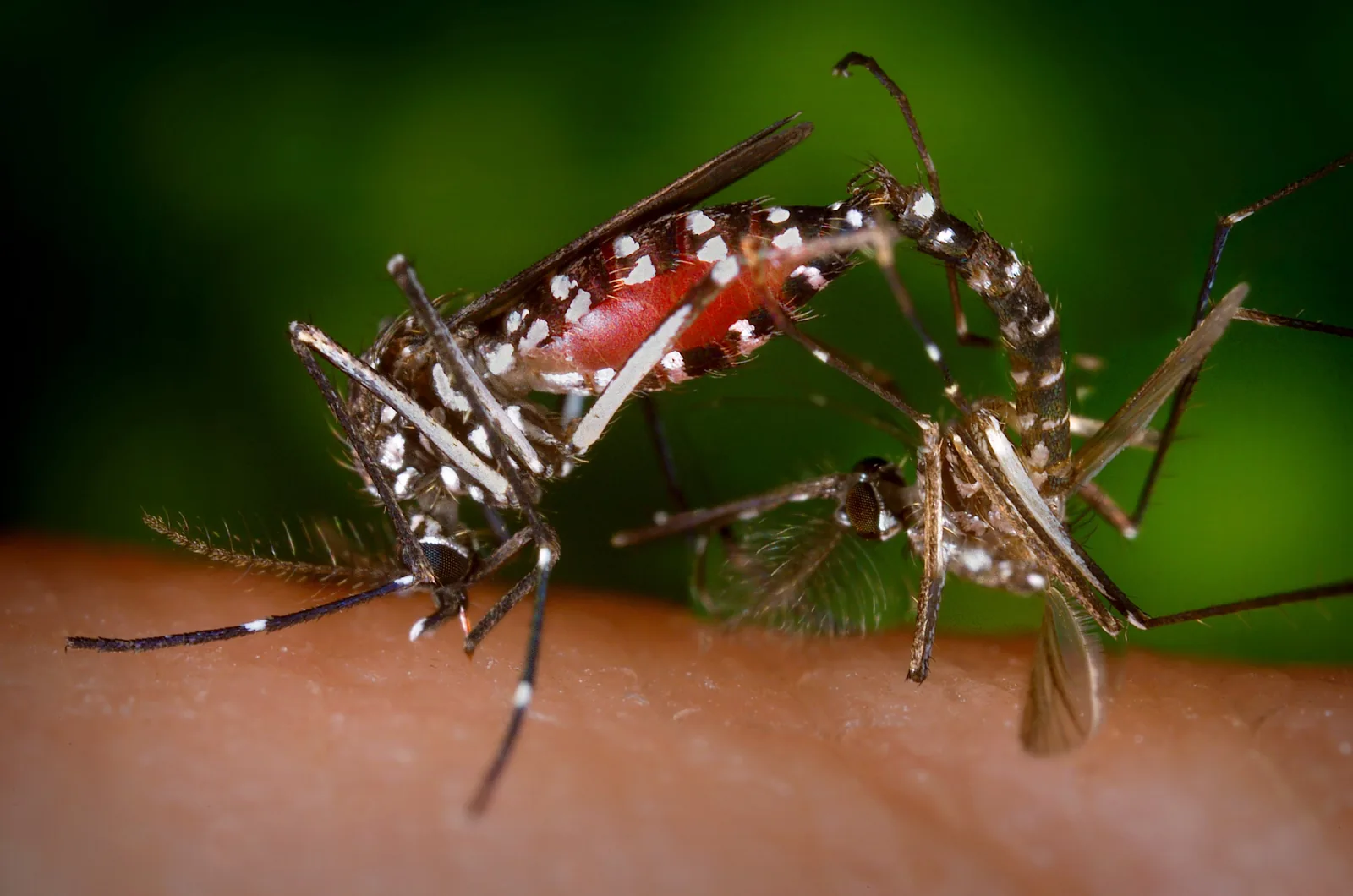 Qué caza de verdad cada aparato contra los mosquitos